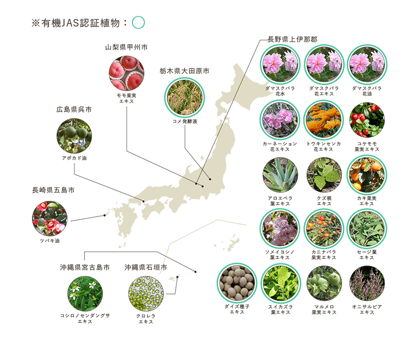 有機JAS認定の植物：◯ 山梨県甲州市 モモ果実エキス広島県呉市 アボカド油 栃木県大田原市 コメ発酵液 長野県上伊那郡 ダマスクバラ花水 ダマスクバラ花エキス ダマスクバラ花油 カーネーション花エキス トウキンセンカ花エキス コケモモ果実エキス アロエベラ葉エキス クズ根エキス カキ果実エキス ソメイヨシノ葉エキス カニナバラ果実エキス セージ葉エキス スイカズラ葉エキス マルメロ果実エキス オニサルビアエキス ダイズ種子エキス 長崎県五島市ツバキ油 沖縄県宮古島 コノシロセンダングサエキス 沖縄県石垣市 クロレラエキス