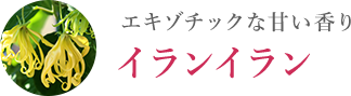 エキゾチックな甘い香り イランイラン