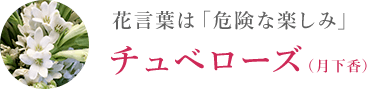 花言葉は「危険な楽しみ」 チュベローズ（月下香）